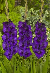 Gladiolus Purple Flora 